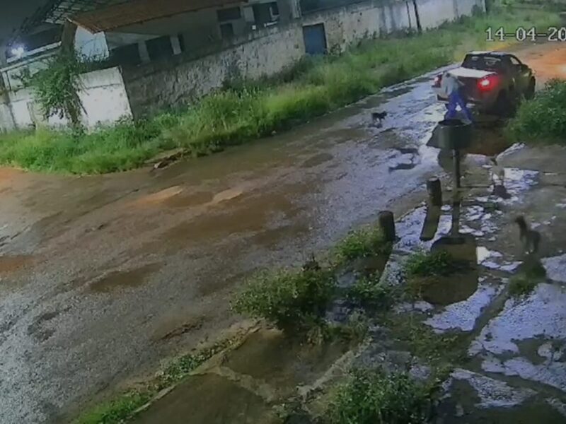 Crueldade: homem desce de carro, abandona 5 cachorros e vai embora. Veja vídeo